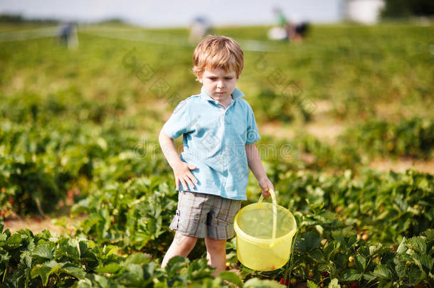 快乐的小男孩在<strong>摘草莓</strong>农场<strong>摘草莓</strong>在桶里
