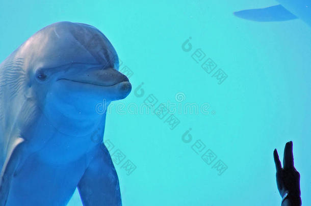 海洋世界的海豚