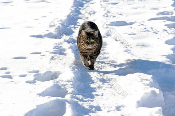 在雪<strong>地</strong>里玩耍是一种乐趣