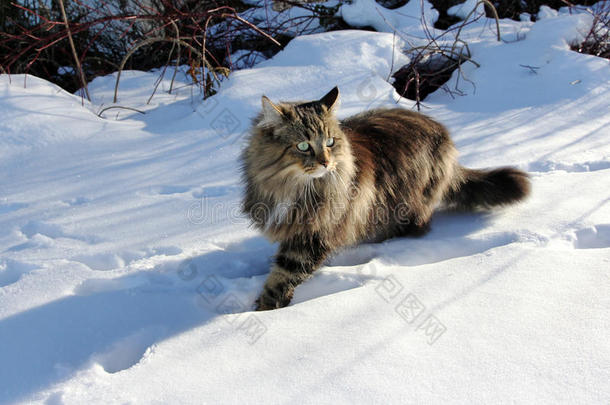 挪威林猫