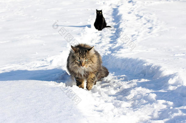 在雪地里玩耍是一种乐趣