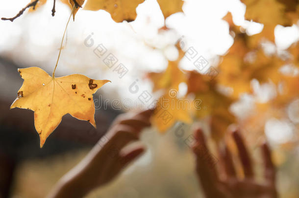 人的手在<strong>秋天</strong>伸手去摘一片叶子