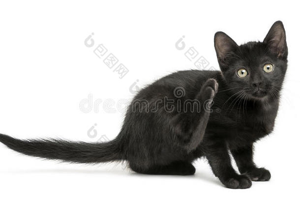 黑色小猫抓来抓去，看着镜头，2个月大