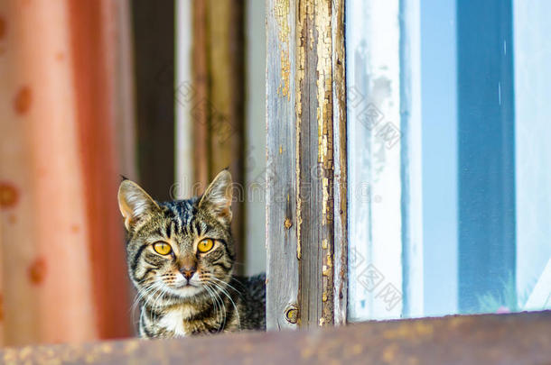 猫坐在窗上，红色和蓝色的窗帘