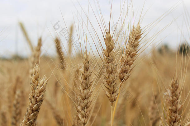 小麦小穗