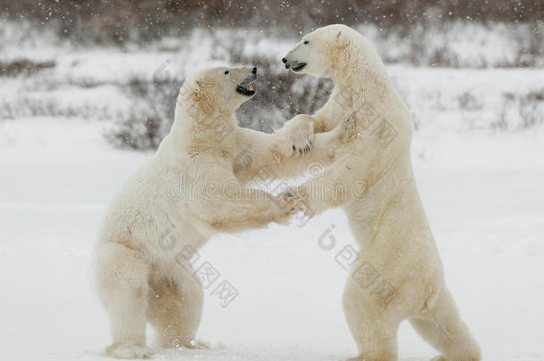 两只北极熊在打斗。