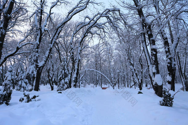 冬季<strong>树木雪景</strong>