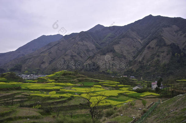 春天的黄山山脉