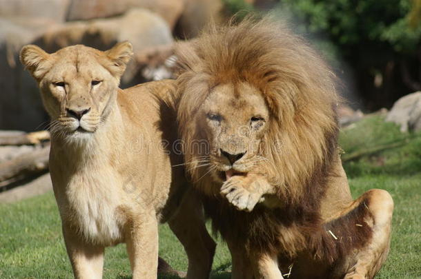 <strong>一</strong>对<strong>加</strong>丹<strong>加</strong>狮子-panthera leo bleyenbergh