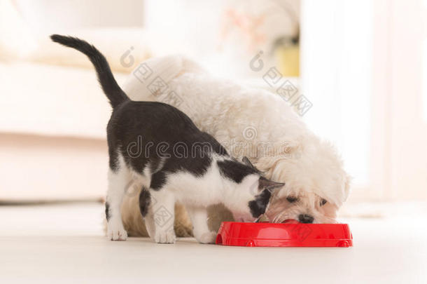 猫狗吃碗里的食物