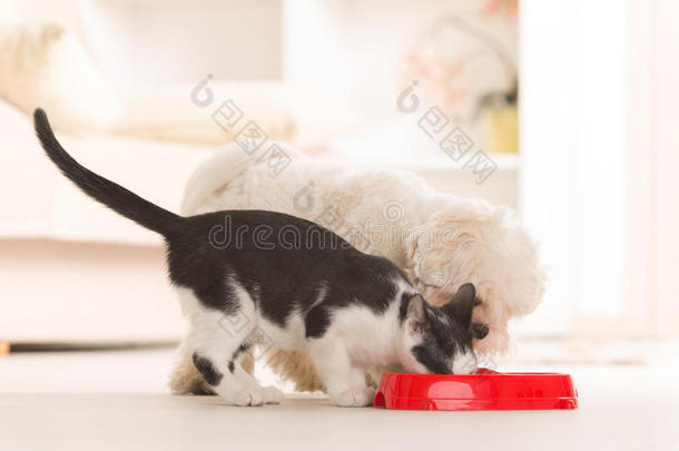 猫<strong>狗</strong>吃碗里的食物