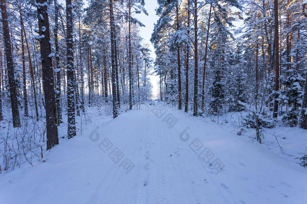 冰雪覆盖的冬季森林