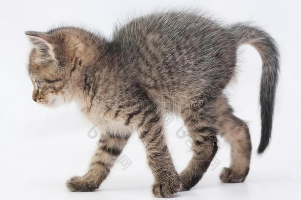 斑纹毛茸茸的小猫翘尾巴