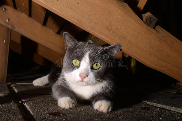 可爱的灰白色猫咪，明亮的眼睛