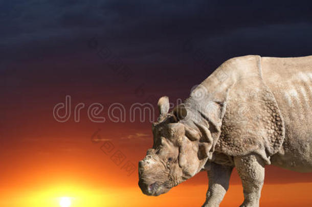 白犀牛或方唇犀牛（ceratotherium simum）