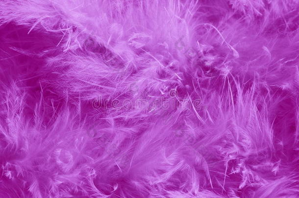 羽毛紫色背景-浪漫的股票图片