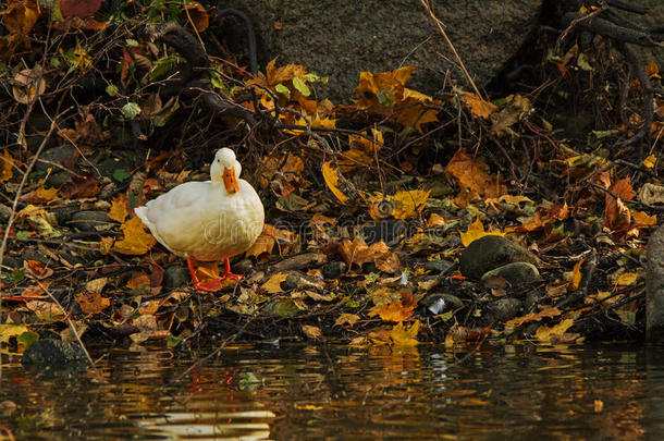 秋天的白绿头鸭