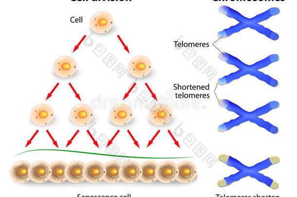 端粒、细胞分裂与人类染色体