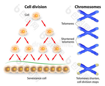 端粒、细胞分裂与人类染色体图片