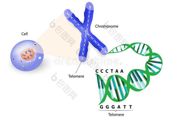 人细胞、染色体和端粒