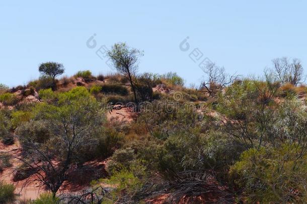 澳大利亚内陆的红色沙丘