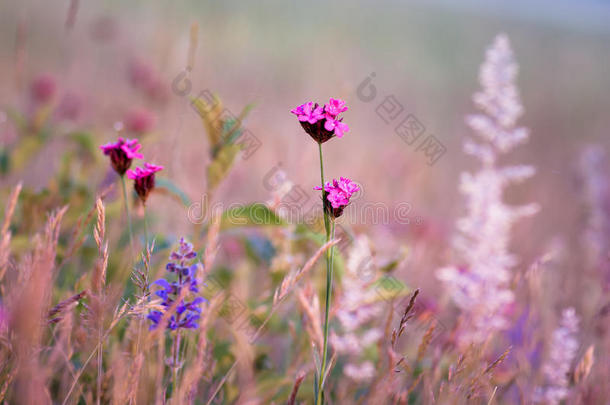 粉色和紫色野花