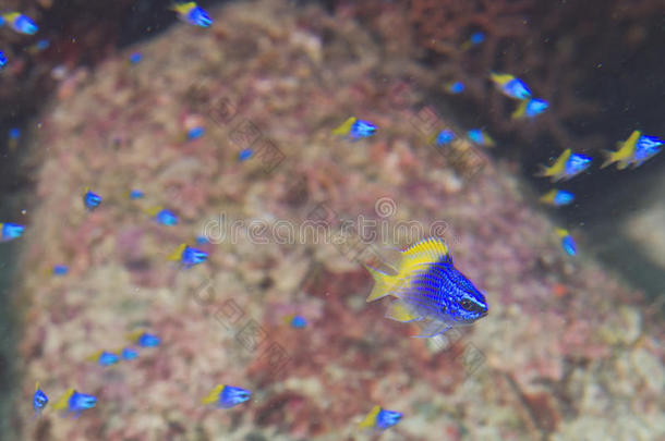 珊瑚礁上蓝色和黄色的鱼，五颜六色的水下景观
