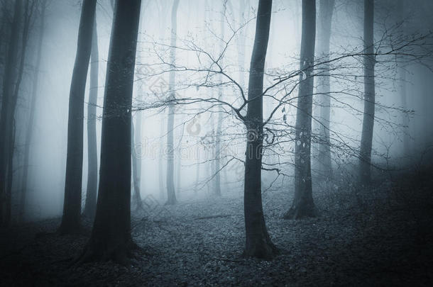深秋的夜晚，一片阴暗恐怖的森林里有雾