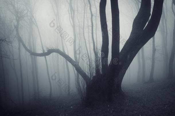 黑暗的恐怖的神秘的令人毛骨悚然的黑暗的树在一个黑暗的神秘的森林里有雾