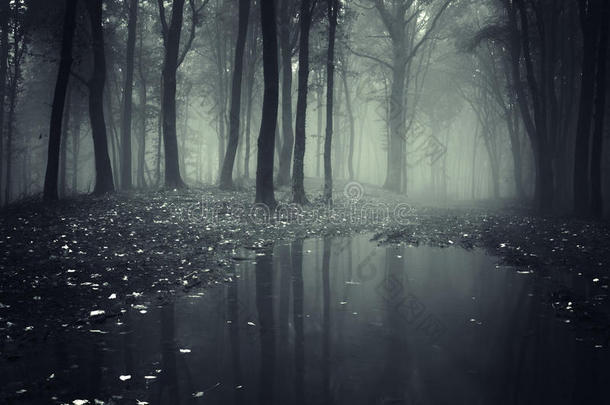 神秘的雾和湖的黑暗的幽灵森林