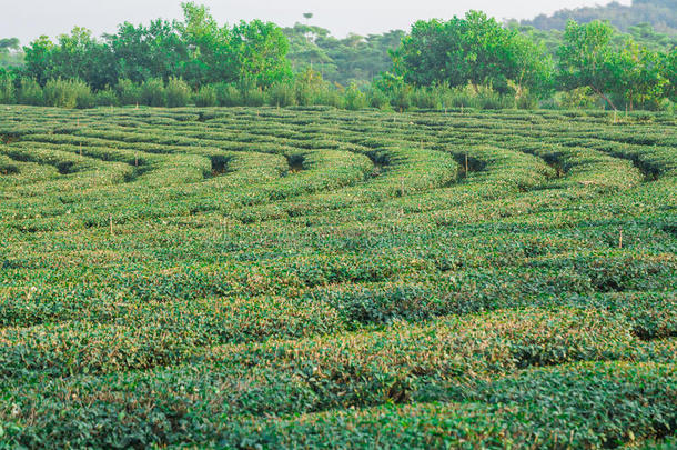 绿茶农场