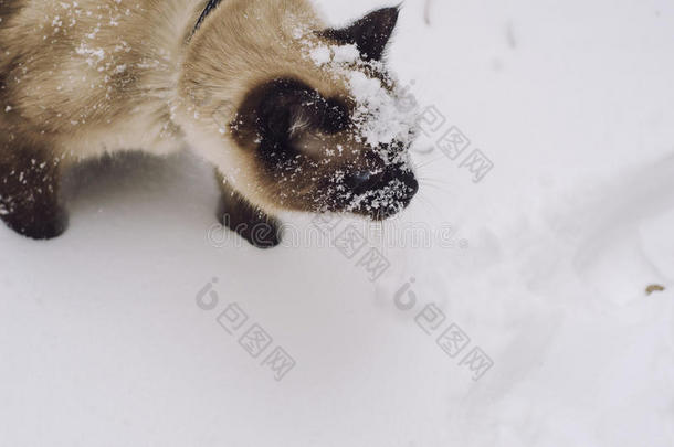 雪地里的<strong>暹罗猫</strong>