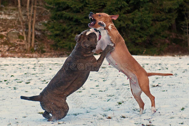 斗牛犬在雪地里与斗牛犬搏斗