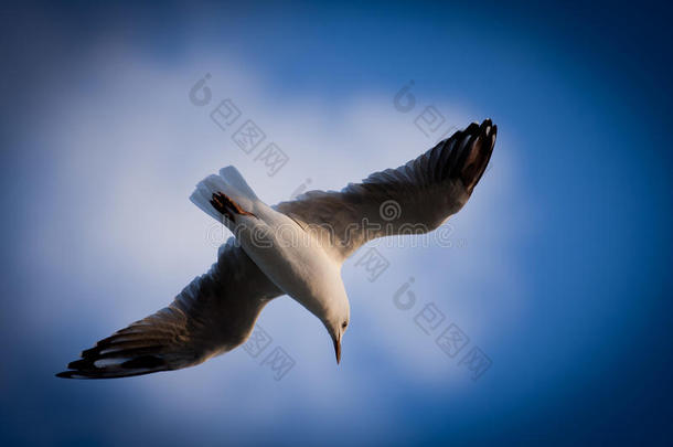 海鸥张开翅膀飞翔的特写镜头