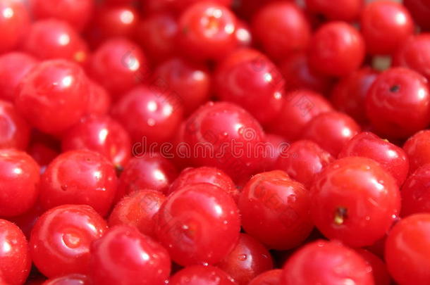 毛樱桃红浆果
