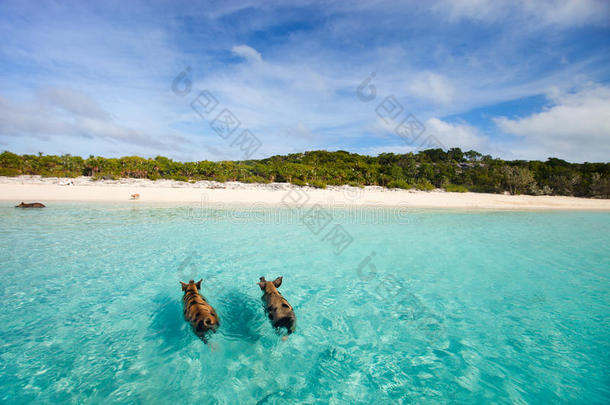 渗出液游泳猪