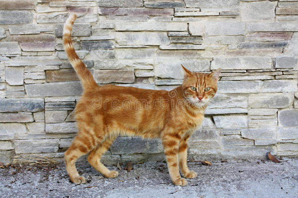 希腊，欧洲，野生生姜莱斯沃斯猫