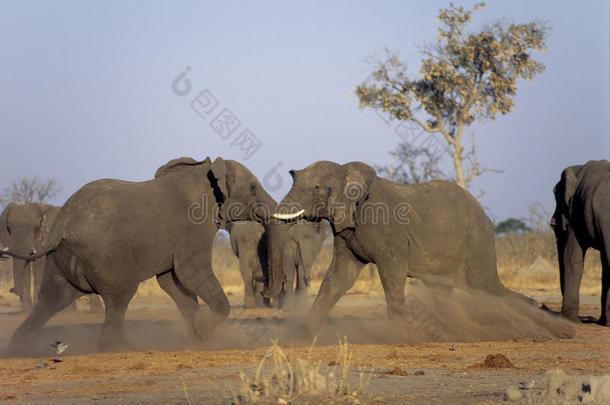 大象打架