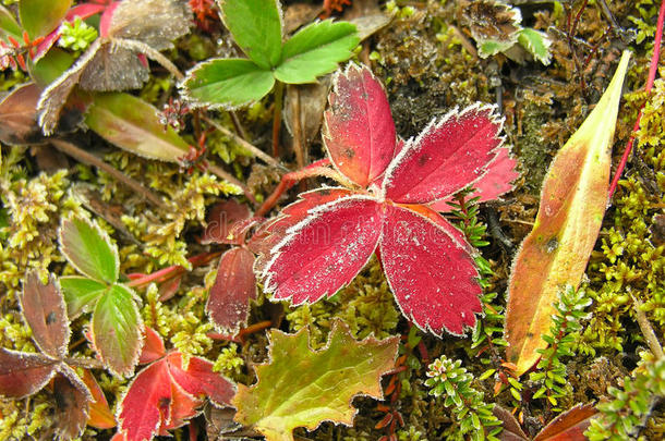 加拿大约荷国家公园草莓叶霜