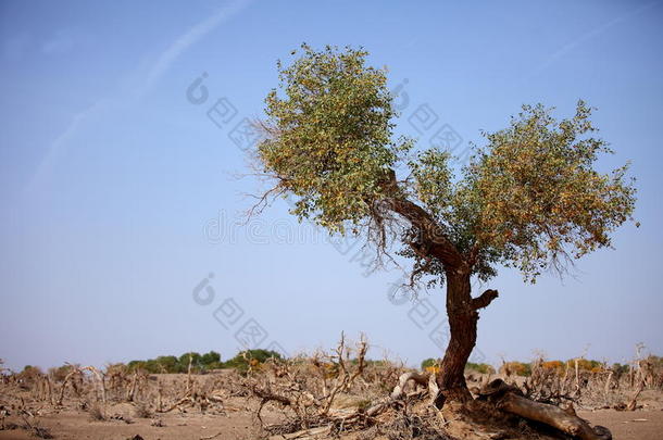 <strong>额济纳</strong>沙漠英雄心形枯树