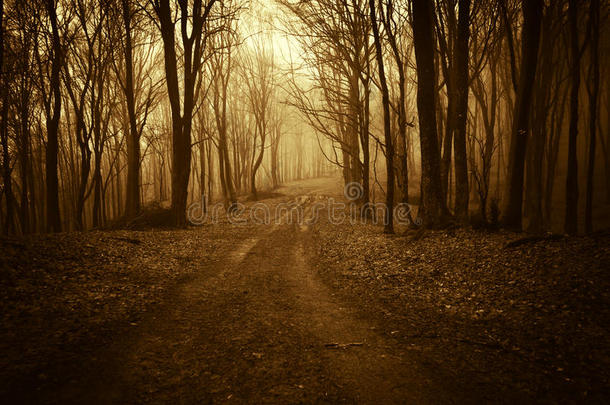 深秋时节，一片奇怪的黑森林里弥漫着浓雾