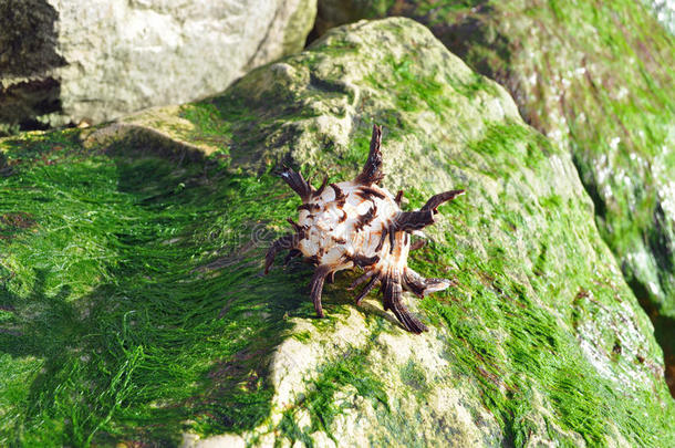 海草覆盖的岩石上的棕色和白色外壳