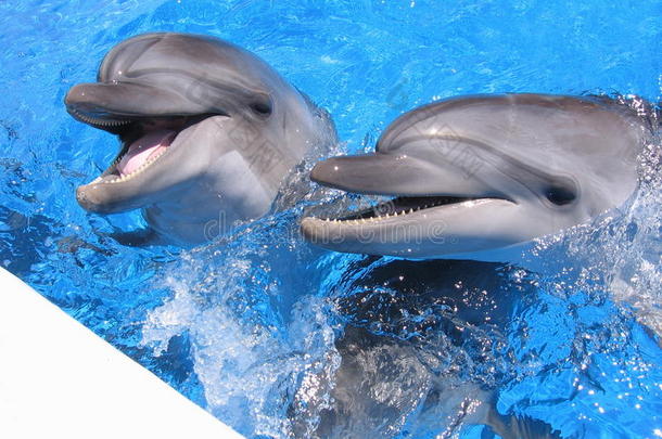 海豚图片-美丽的海豚图片