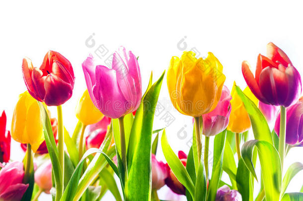 色彩斑斓的春天郁金香的鲜艳背景