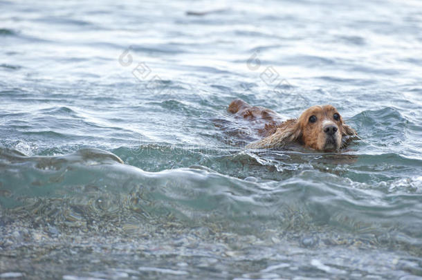 在海滩上玩耍的小狗<strong>可卡猎犬</strong>