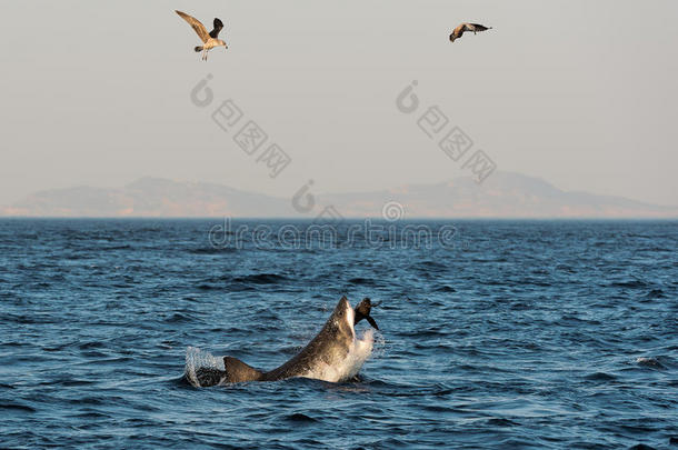 大白鲨（carcharodon carcharias）攻击