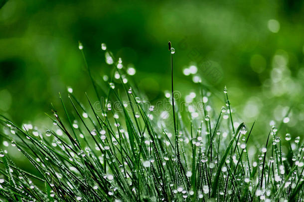 露水青草