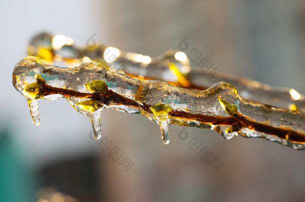冰覆盖的树枝