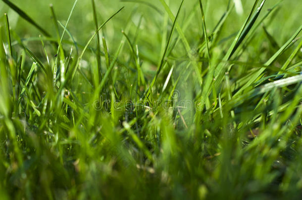 照片草地，草地背景，阳光下的草地，