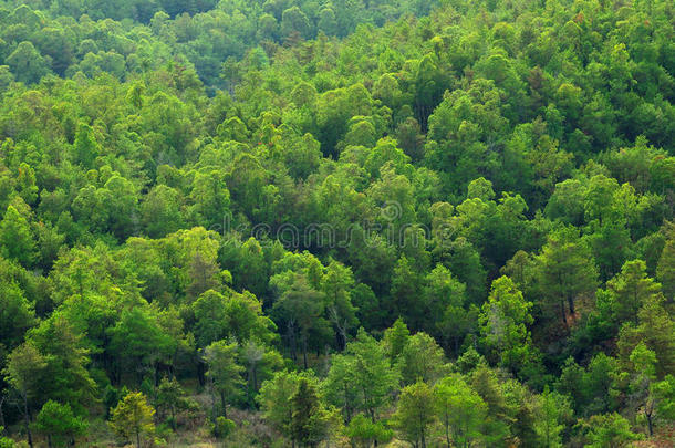 绿树林结构